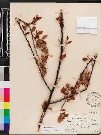 Rubus argutus image