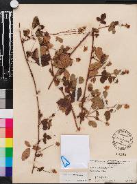 Rubus trivialis image