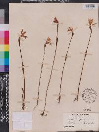 Pogonia ophioglossoides image