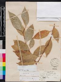 Ficus benjamina image