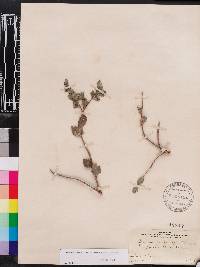 Crossopetalum ilicifolium image