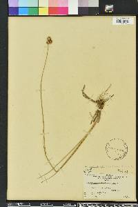 Juncus megacephalus image