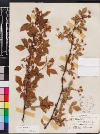 Rubus argutus image