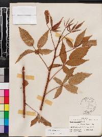 Rubus argutus image