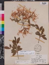 Rhododendron canescens image