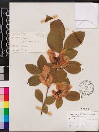 Stewartia malacodendron image