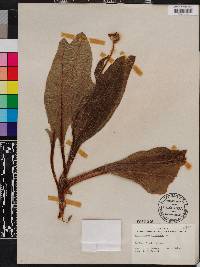 Andersonglossum virginianum image