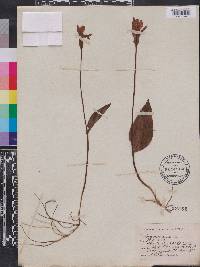 Pogonia ophioglossoides image