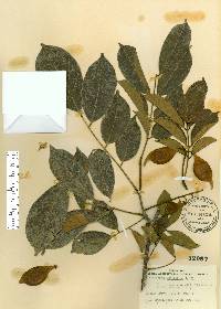 Lonchocarpus sericeus image