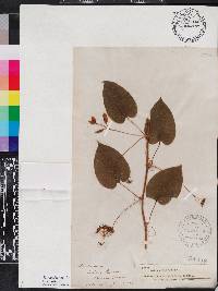 Smilax herbacea image