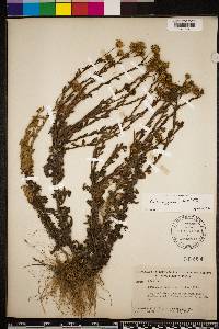 Chrysopsis gossypina subsp. gossypina image