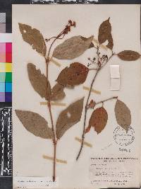 Viburnum cassinoides image