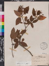 Viburnum cassinoides image