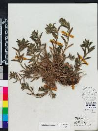 Buglossoides arvensis image