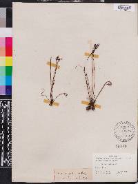 Drosera filiformis image