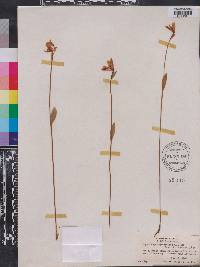 Pogonia ophioglossoides image