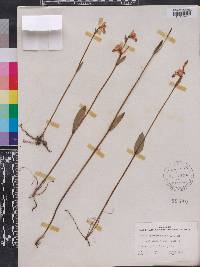 Pogonia ophioglossoides image