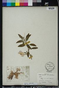Ruellia dipteracanthus image