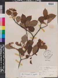 Viburnum cassinoides image