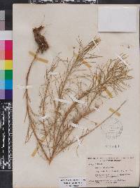 Amsonia ciliata image