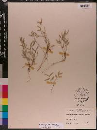 Luzuriaga parviflora image