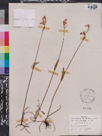 Pogonia ophioglossoides image