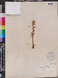 Orobanche minor image