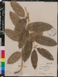 Ripogonum scandens image