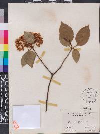 Viburnum lentago image