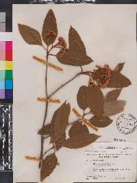 Viburnum cassinoides image