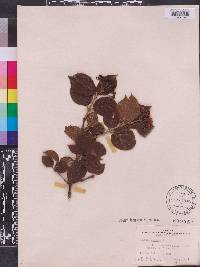 Viburnum villosum image
