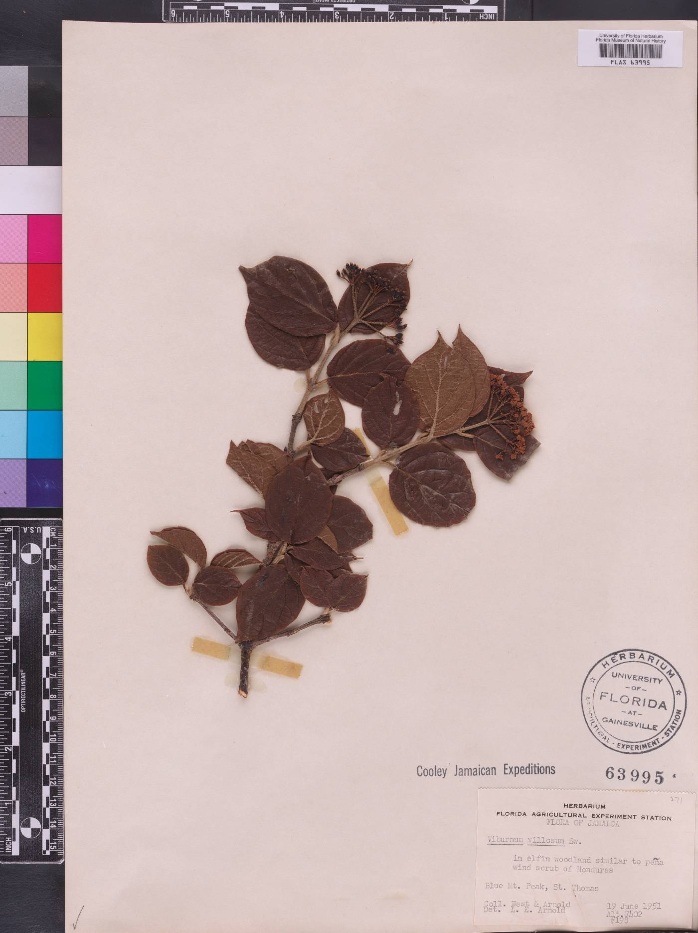 Viburnum villosum image