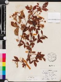 Rubus argutus image