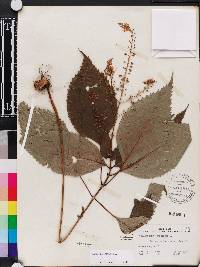 Collinsonia canadensis image