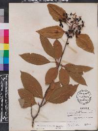 Viburnum cassinoides image