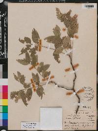 Zanthoxylum clava-herculis subsp. clava-herculis image