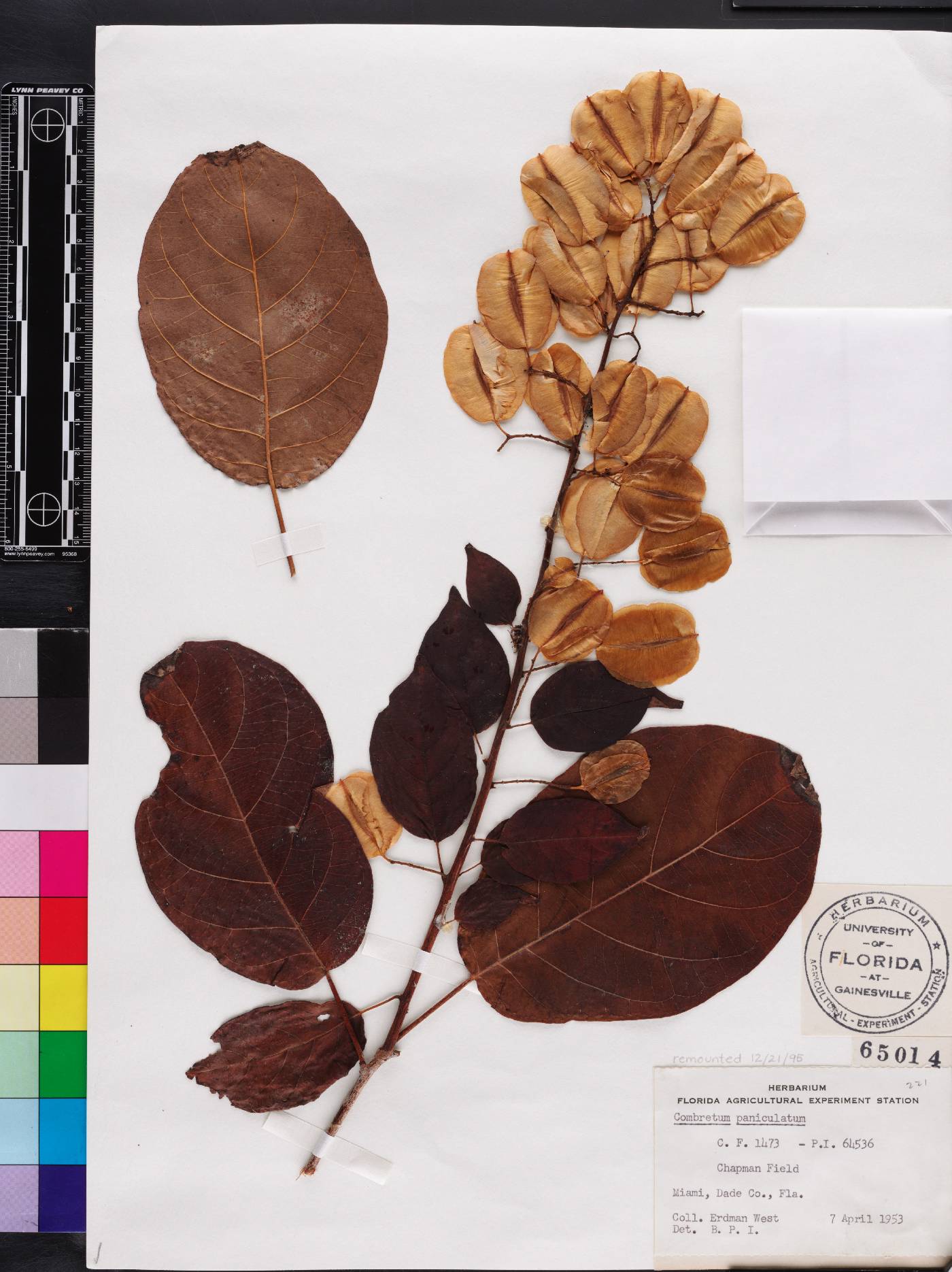 Combretum paniculatum image