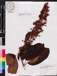 Combretum paniculatum image