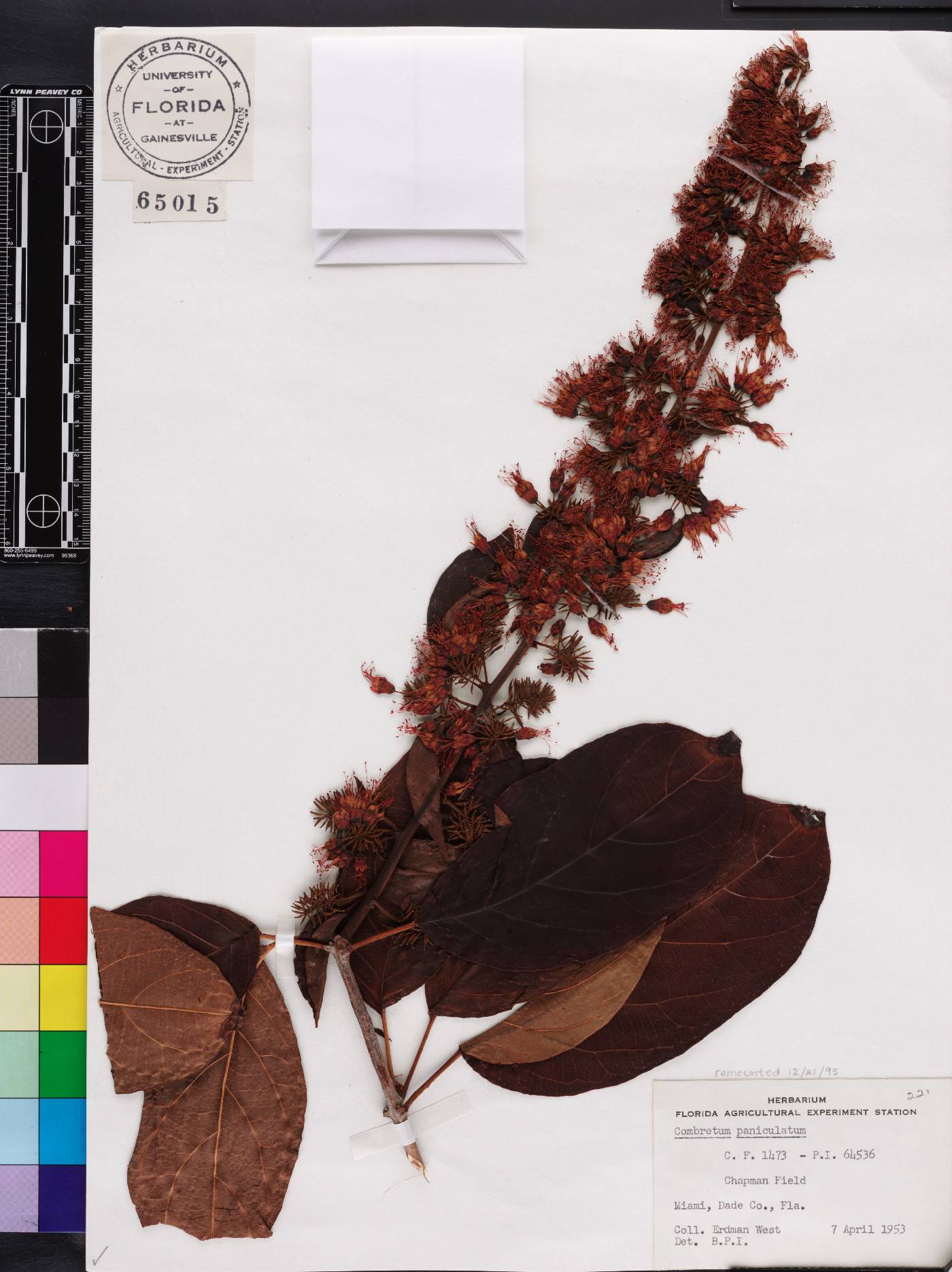 Combretum paniculatum image