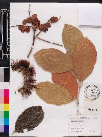 Combretum farinosum image