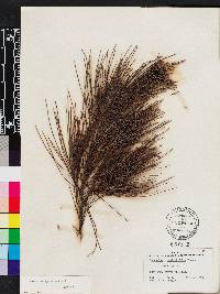 Casuarina equisetifolia image