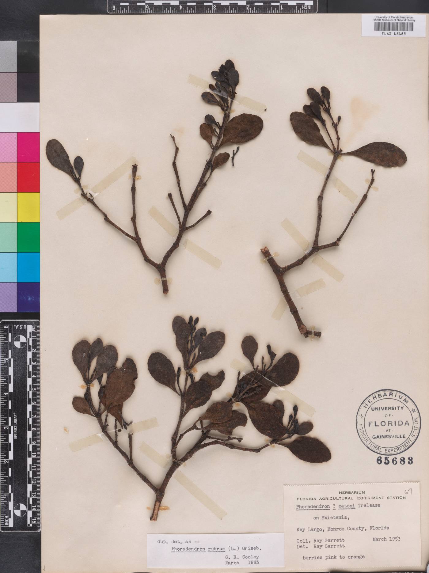 Phoradendron rubrum image