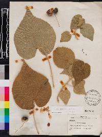 Abutilon hirtum image