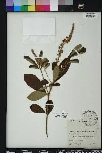 Clethra alnifolia image