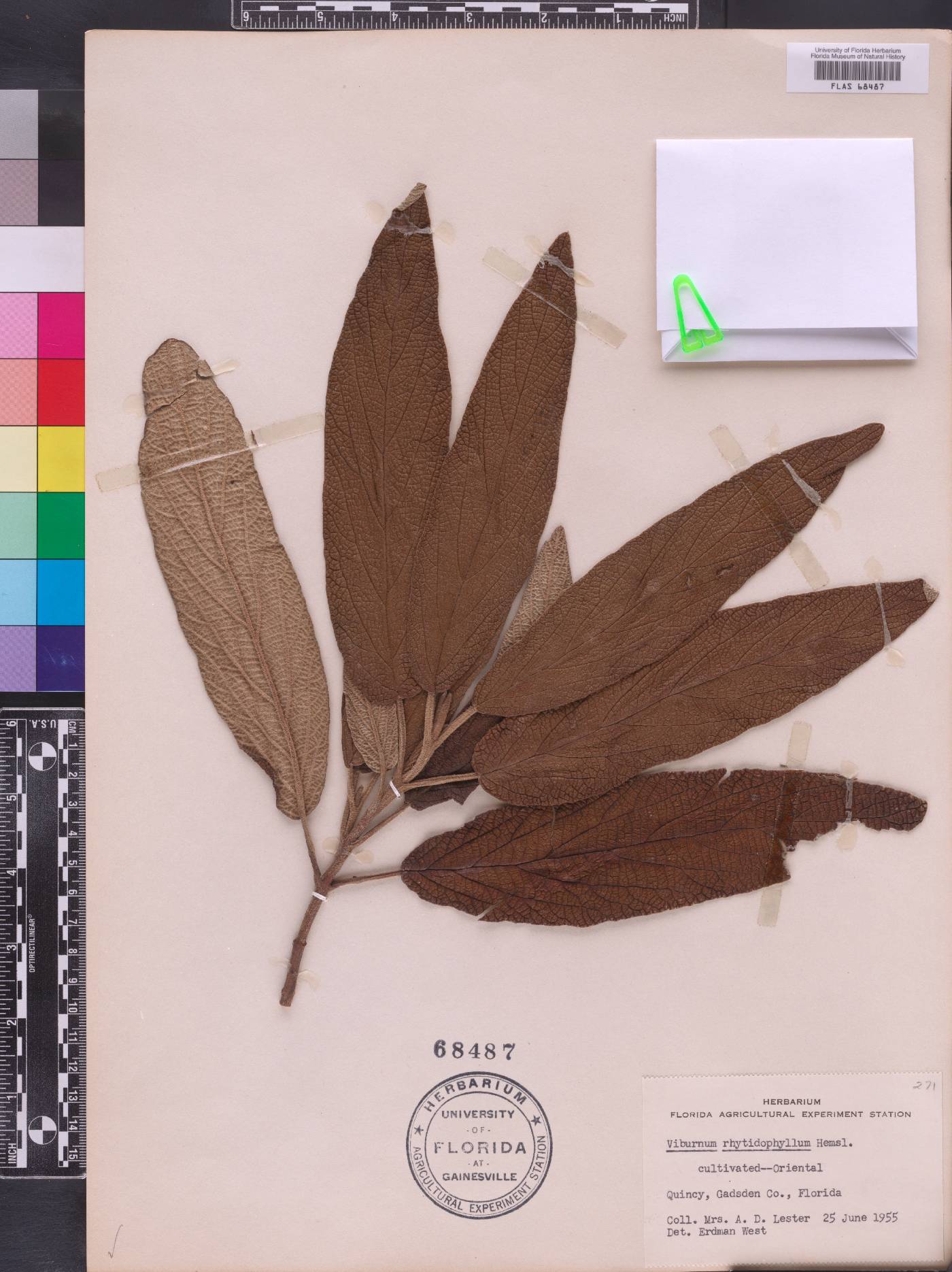 Viburnum rhytidophyllum image