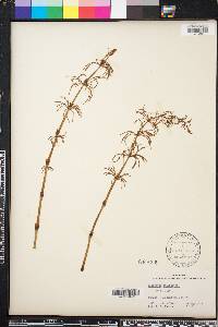 Equisetum sylvaticum image