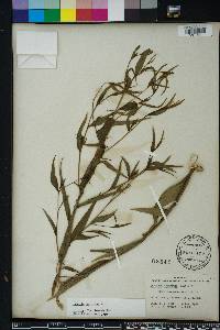 Ludwigia decurrens image