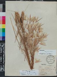 Andropogon longiberbis image