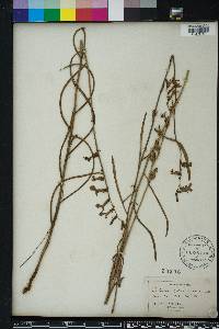 Lobelia glandulosa image