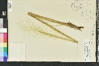 Muhlenbergia capillaris image